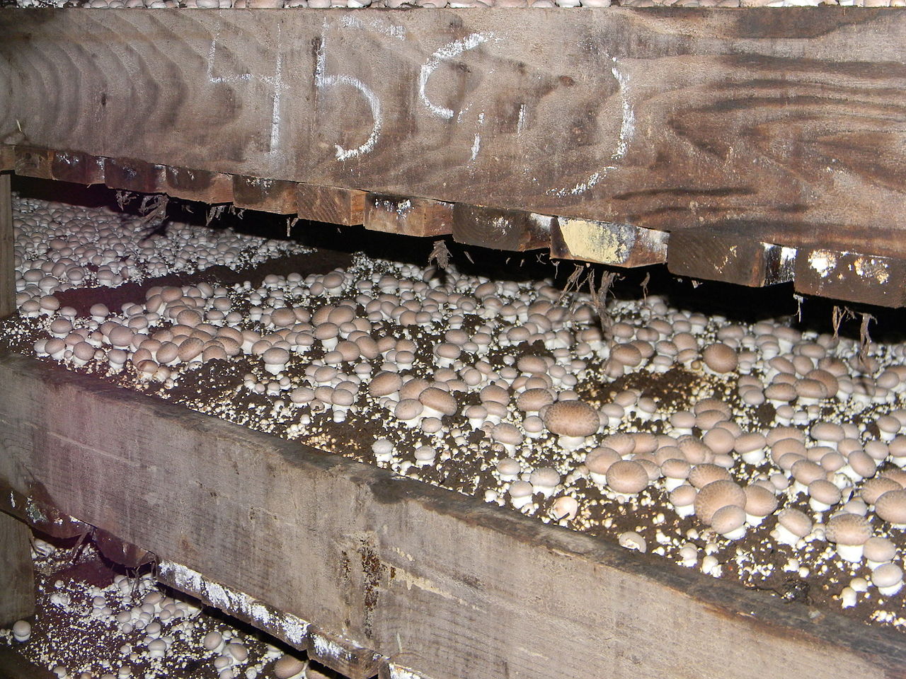  common mushroom